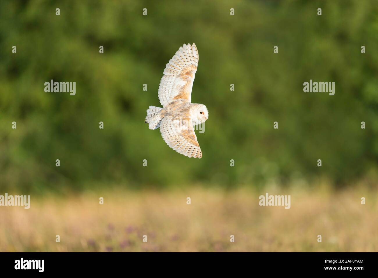 Barn Owl (Tyto alba) (C), Andover, Hampshire, England Stock Photo