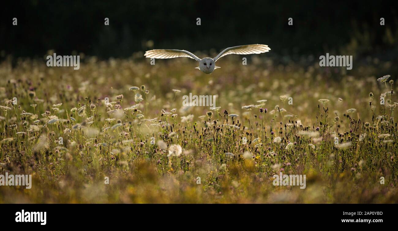 Barn Owl (Tyto alba), (C), Hampshire, England, UK Stock Photo