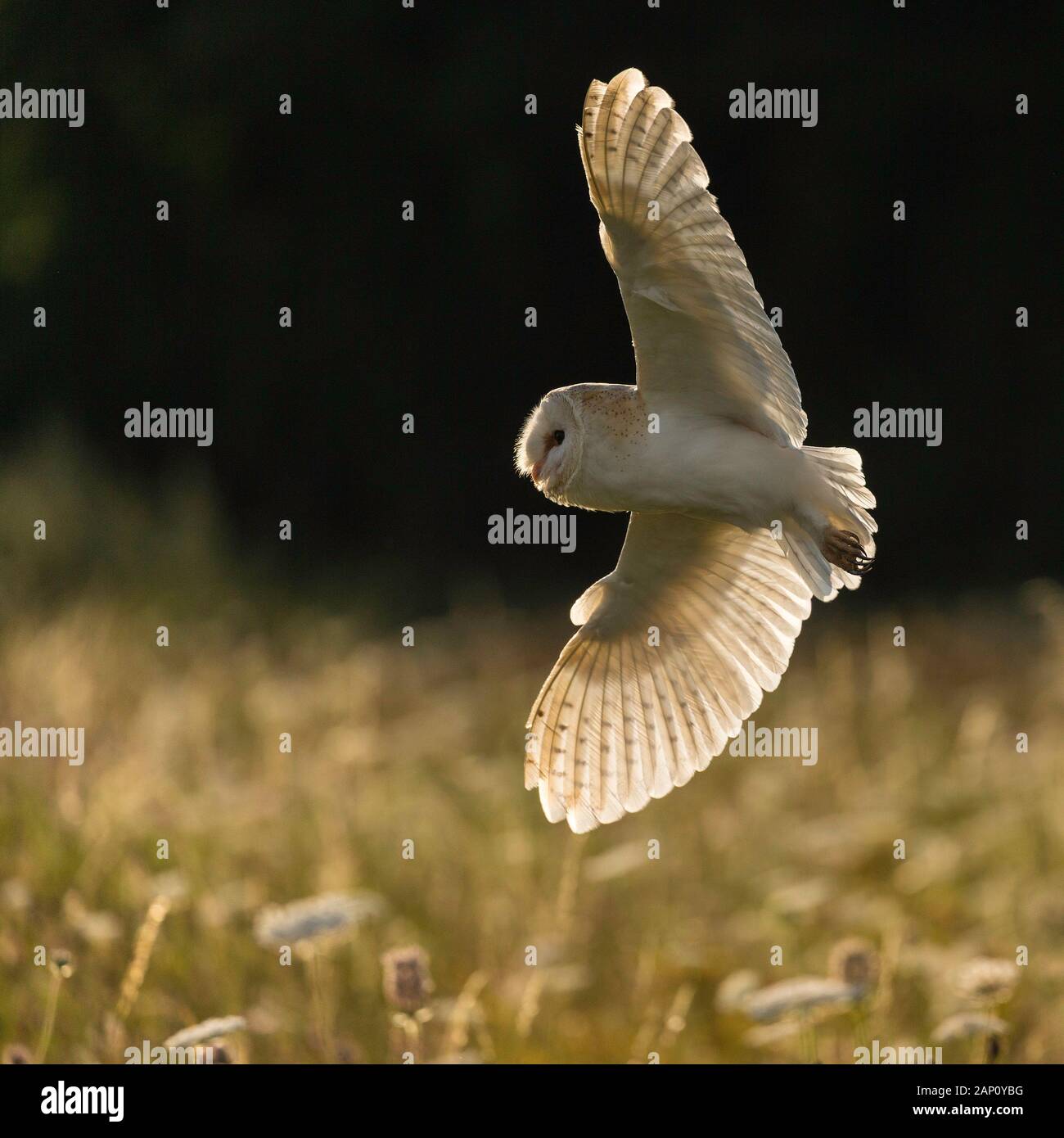 Barn Owl (Tyto alba), (C), Hampshire, England, UK Stock Photo