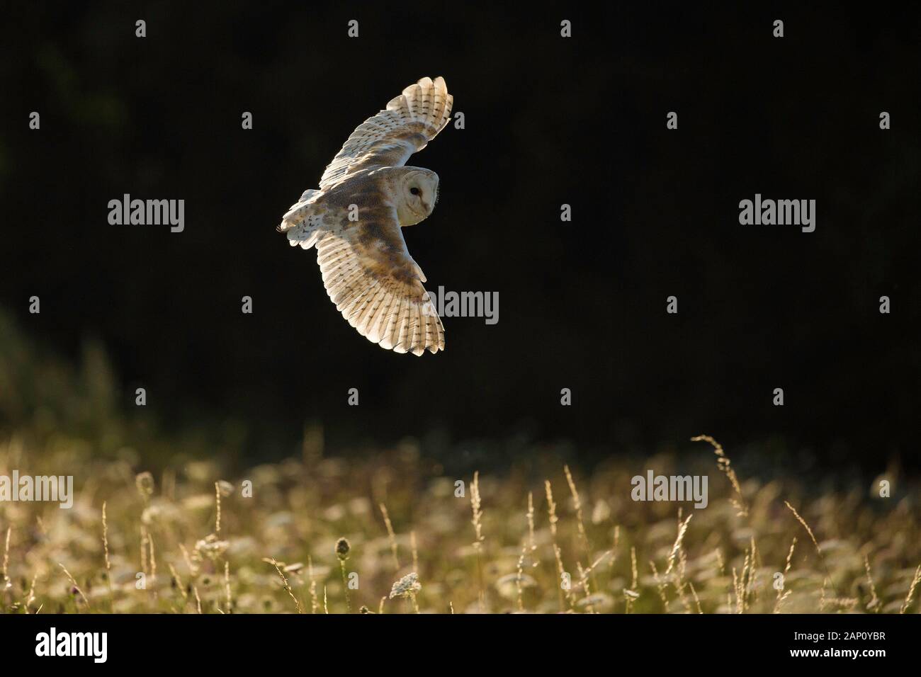 Barn Owl (Tyto alba), (C), Hampshire, England, UK Stock Photo