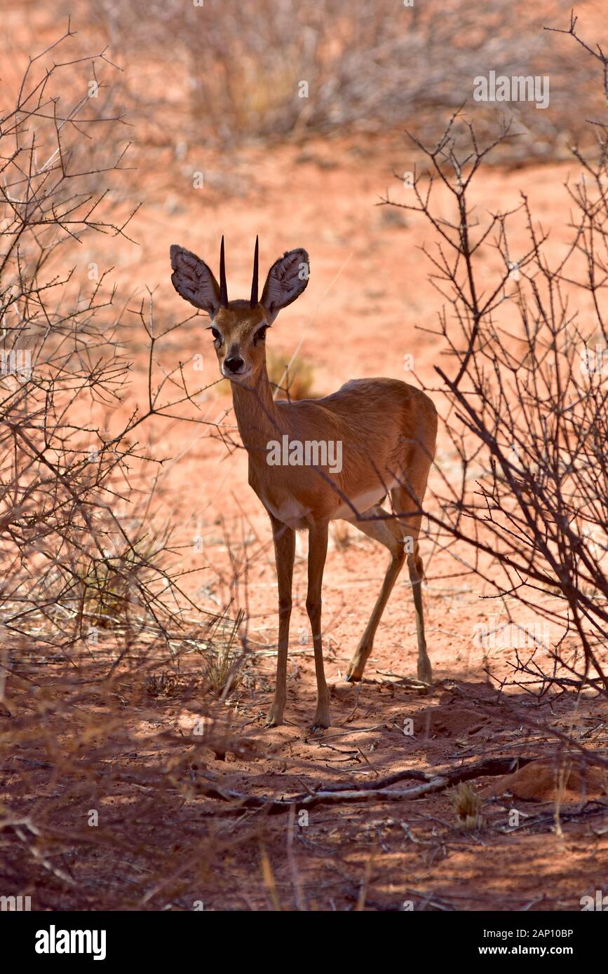 Capricorn (Raphicerus campestris) in a game reserve on the Namibian-South  African border, taken on . This animal only reaches a shoulder  height of approx. 50 cm and a weight of up to