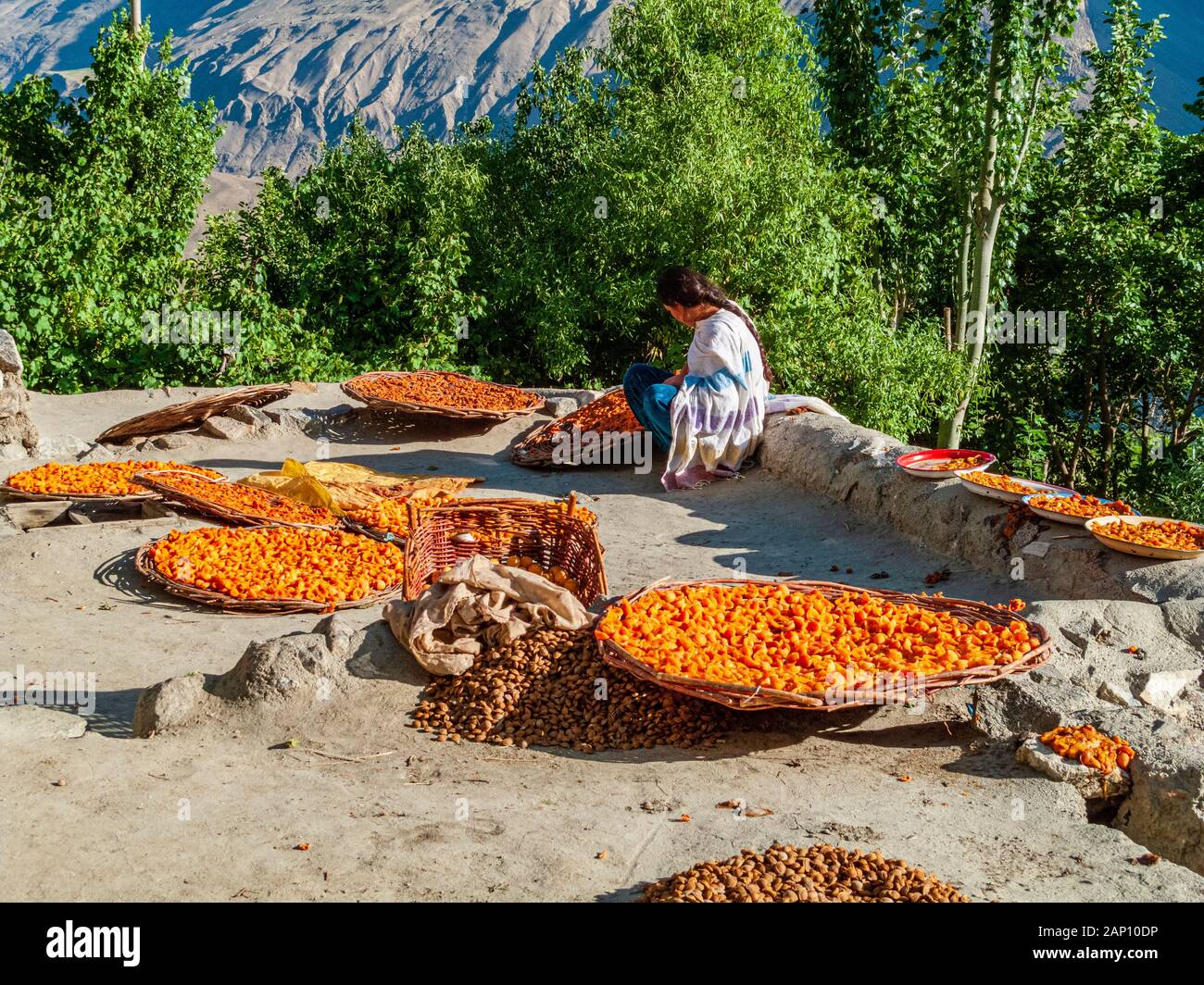 Apricot harvest pakistan hires stock photography and images Alamy