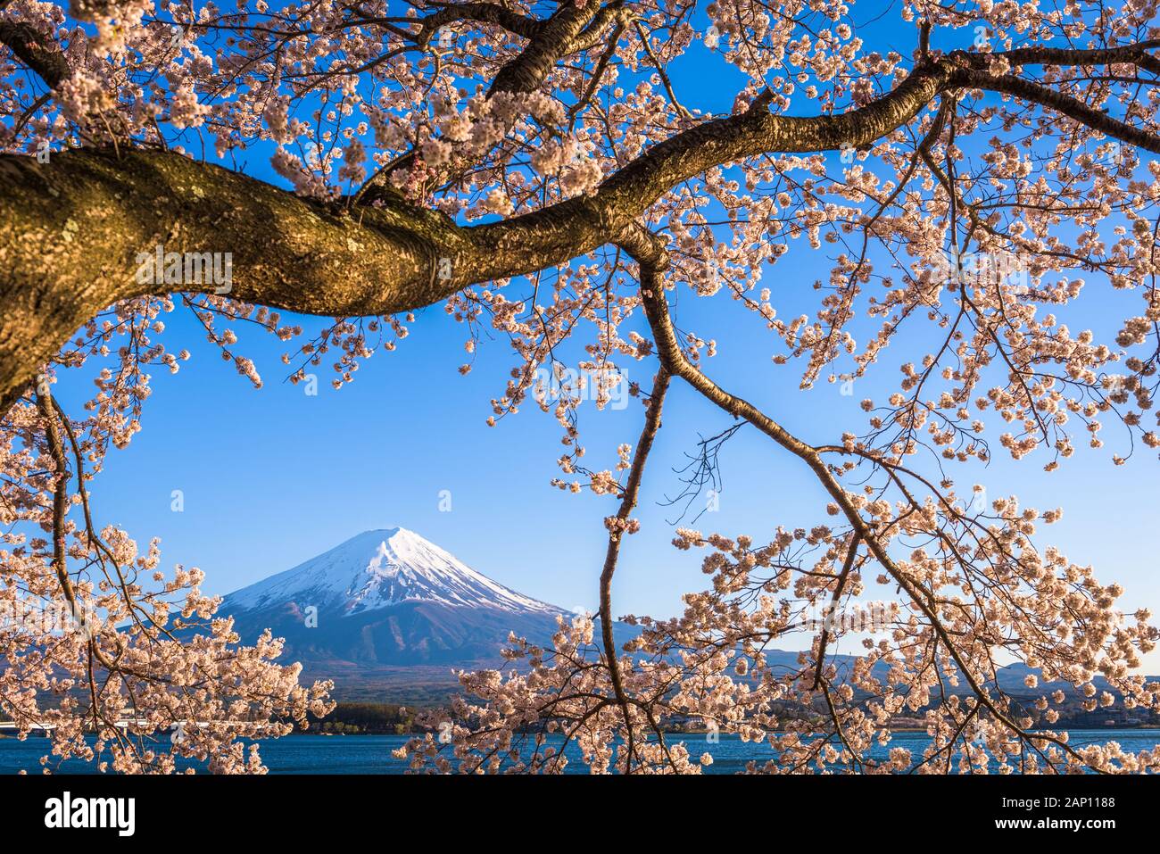 Mt. Fuji, Japan on Lake Kawaguchi during spring season. Stock Photo