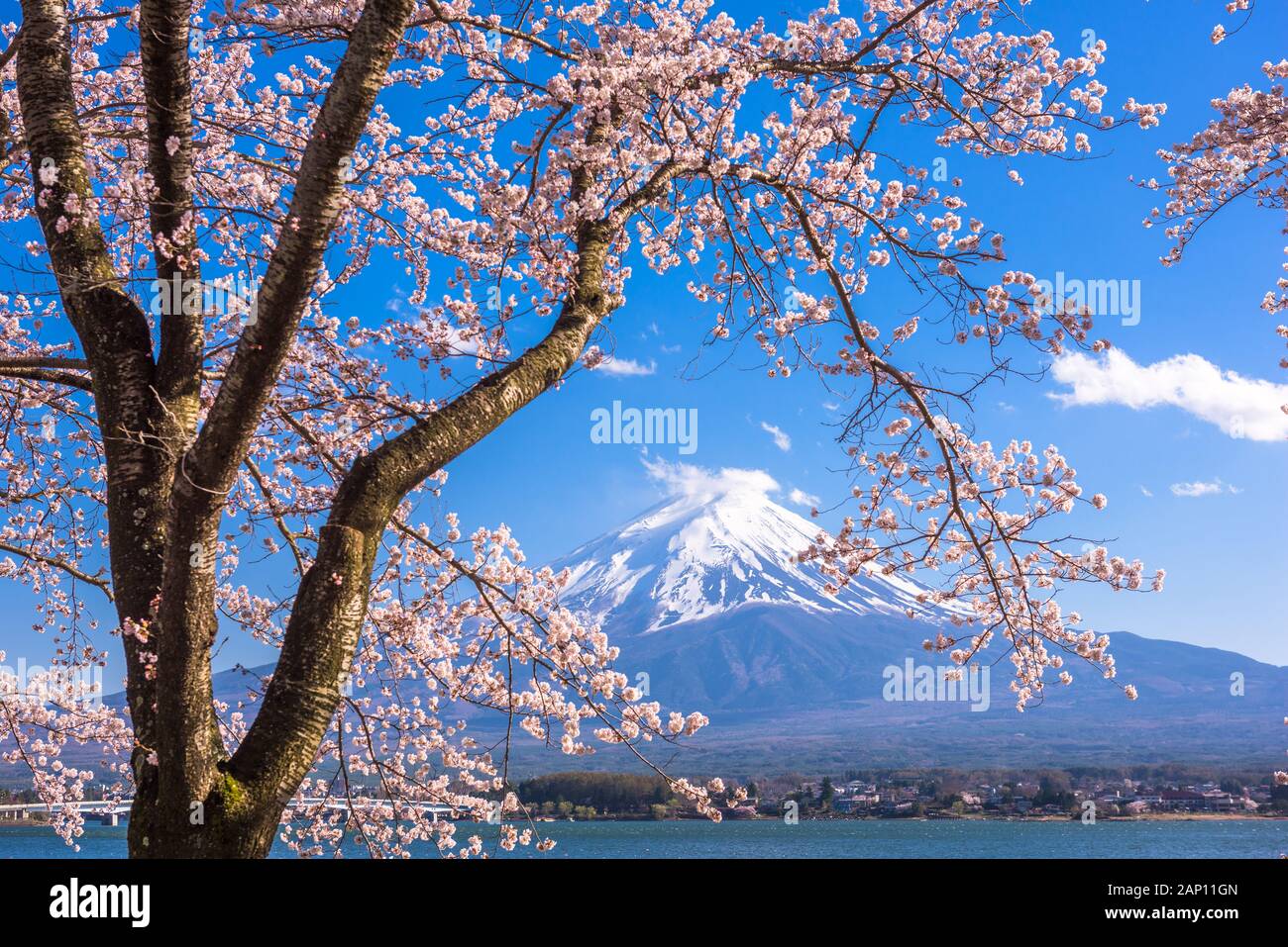 Mt. Fuji, Japan on Lake Kawaguchi during spring season. Stock Photo