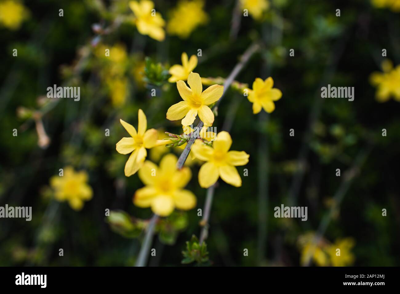 Forsythia Flowers Stock Photo