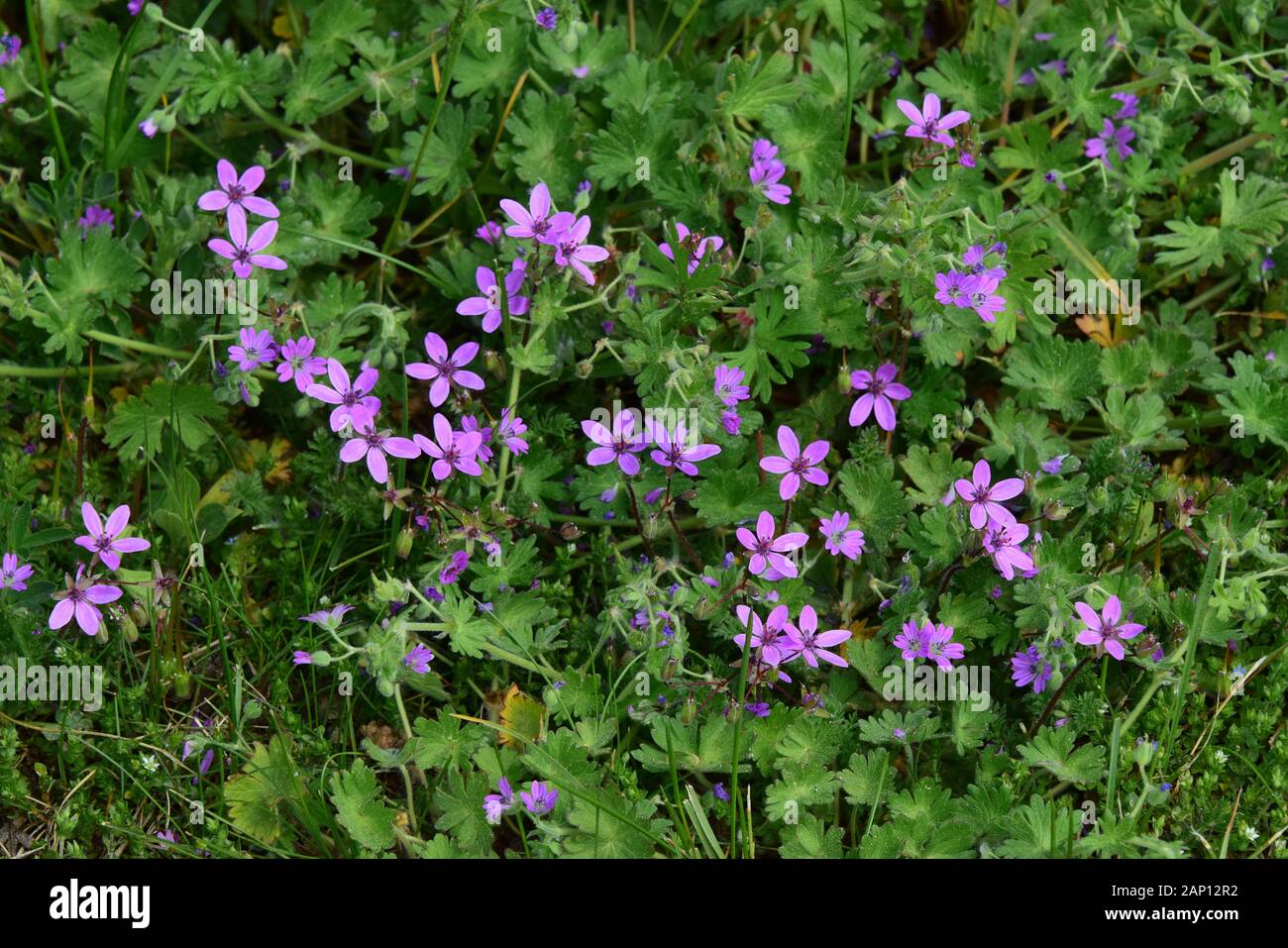 Redstem Stork's Bill (Erodium cicutarium). Group of flowering plants on a meadow. Sweden Stock Photo