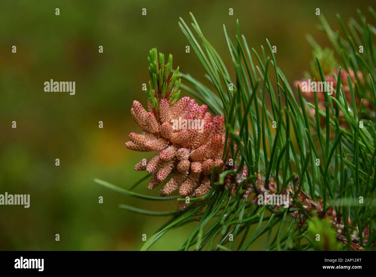 Scots Pine (Pinus sylvestris). Branch with still closed male flowers. Sweden Stock Photo