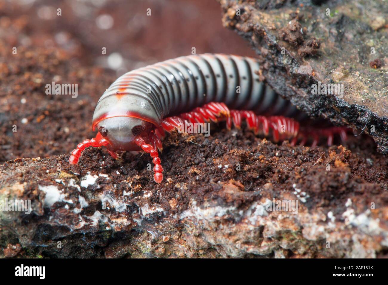 Rainbow Millipede (Tonkinbolus dollfusi) Stock Photo