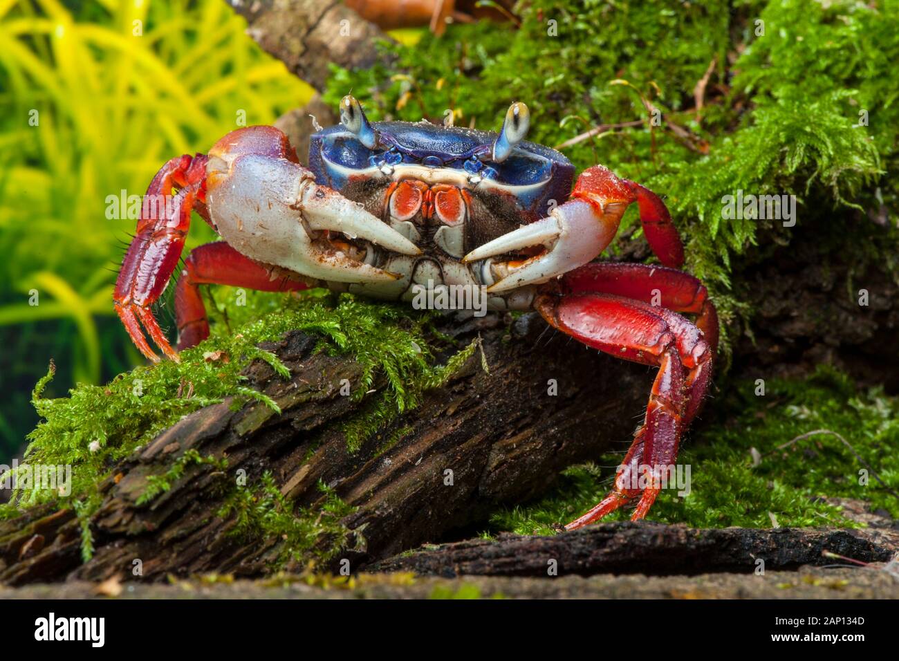 Rainbow Crab (Cardisoma armatum) on a mossy log Stock Photo