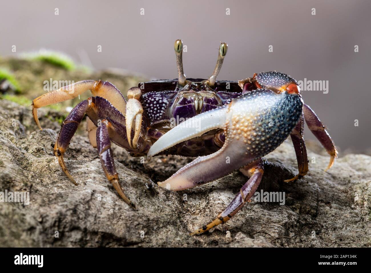 West African Fiddler Crab (Afruca tangeri) on a rock Stock Photo
