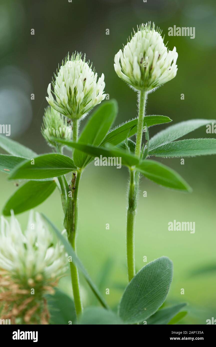 Hungarian Clover (Trifolium pannonicum), flowering stalks Stock Photo