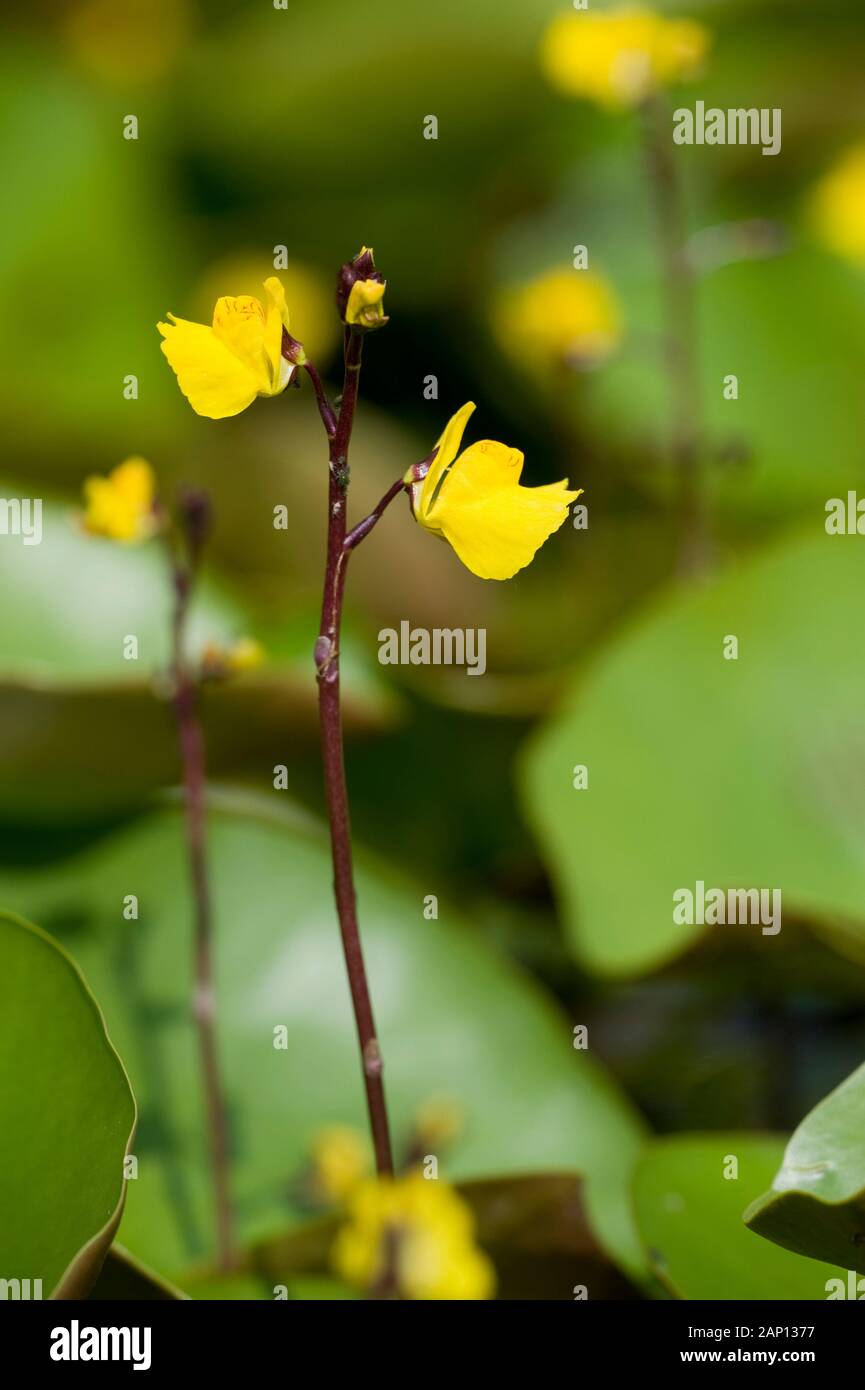 Common Bladderwort, Greater Bladderwort (Utricularia vulgaris), flowering. Germany Stock Photo
