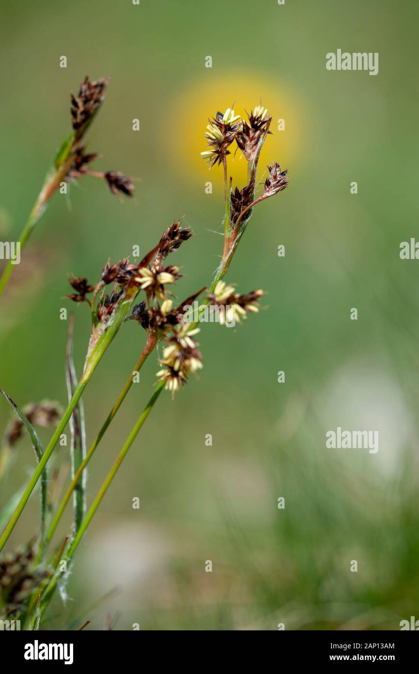 Field Wood-rush (Luzula campestris), flowering. Germany Stock Photo