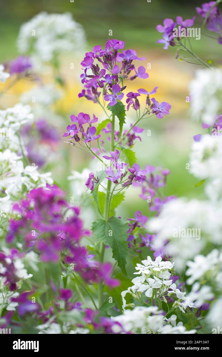 Annual Honesty (Lunaria annua), flowering. Germany Stock Photo
