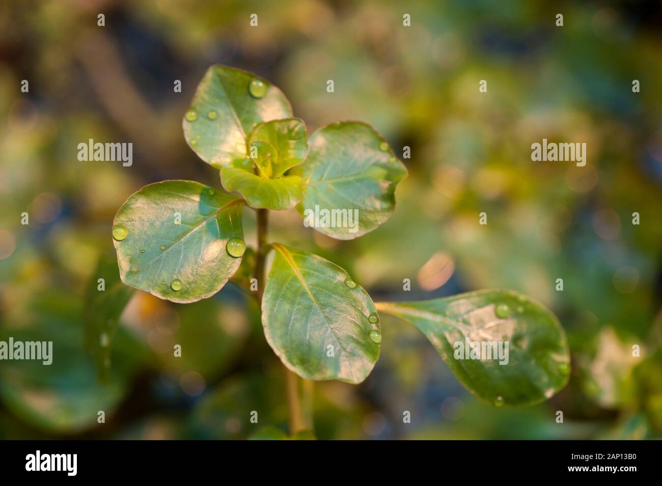 Floating Ludwigia (Ludwigia helminthorrhiza). leaves Stock Photo