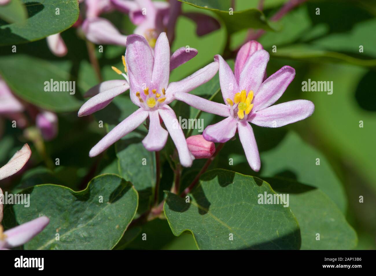 Tartarian Honeysuckle (Lonicera tatarica), flowering Stock Photo