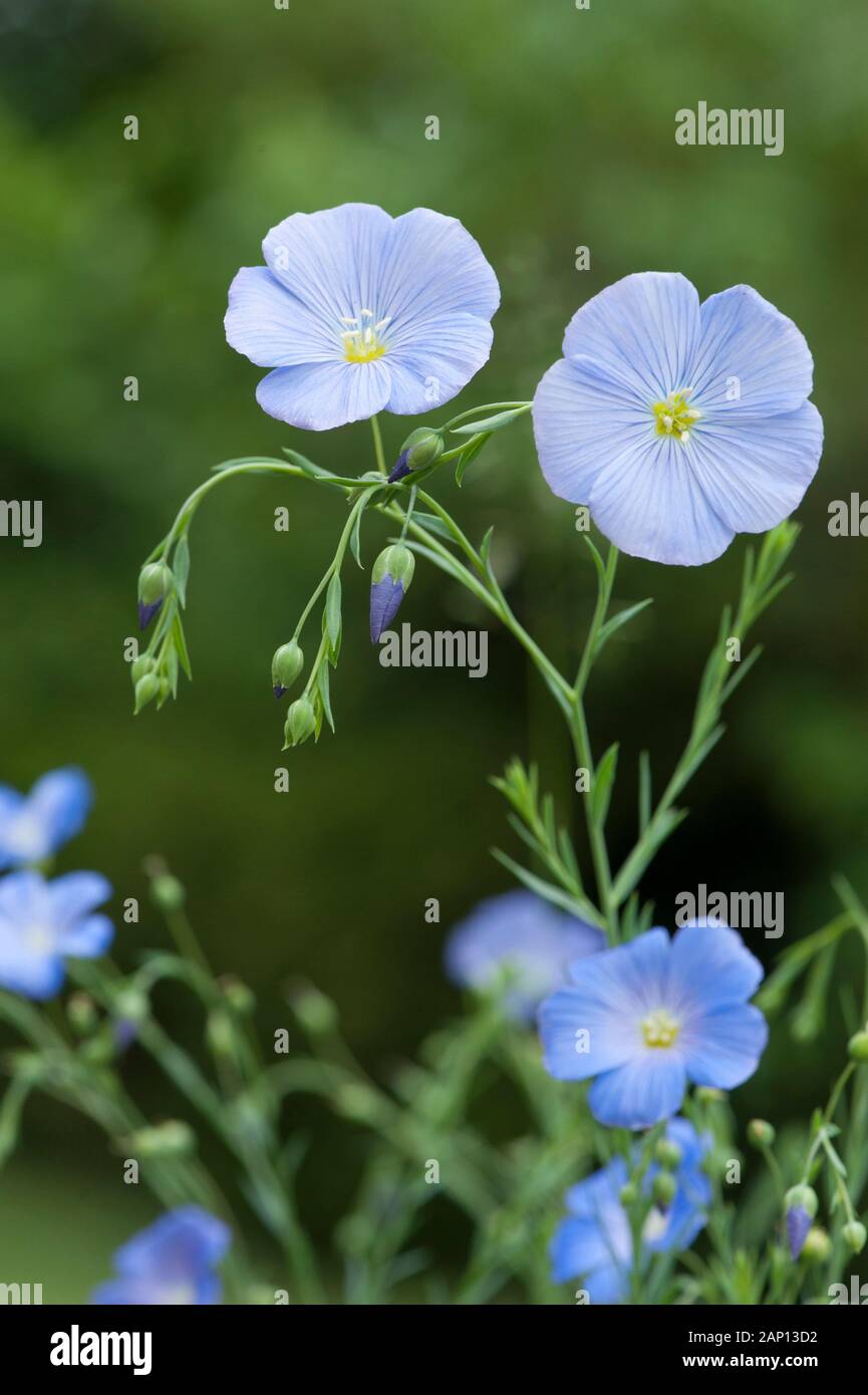 Blue Flax, Perennial Flax (Linum perenne), flowering Stock Photo