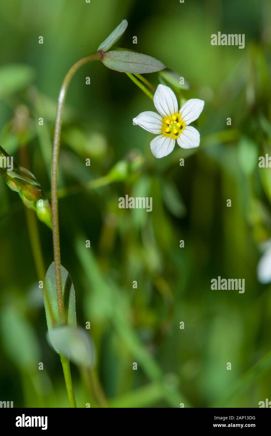 Purging Flax (Linum catharticum), flowering Stock Photo
