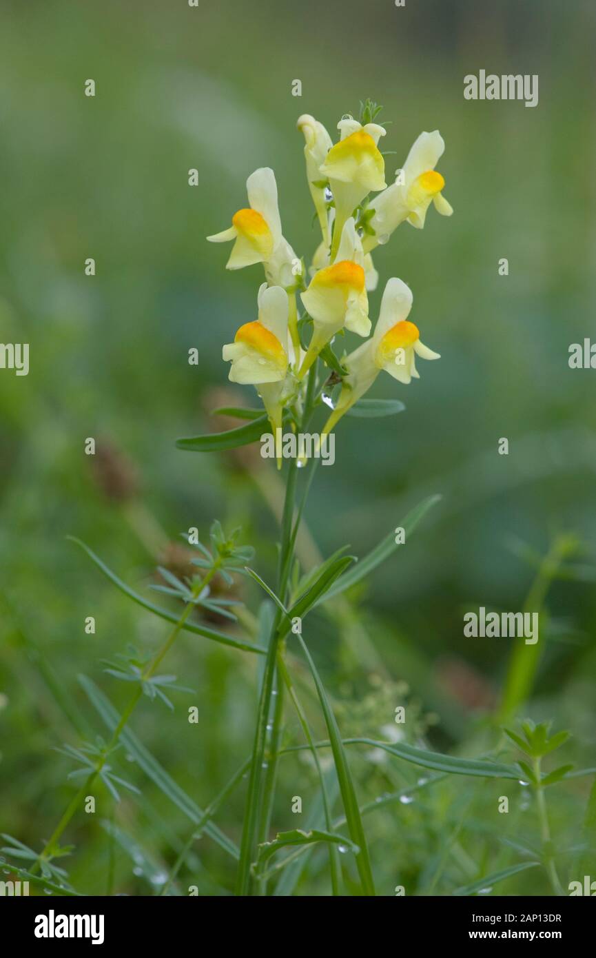 Butterandeggs, Common Toadflax, Yellow Toadflax (Linaria vulgaris
