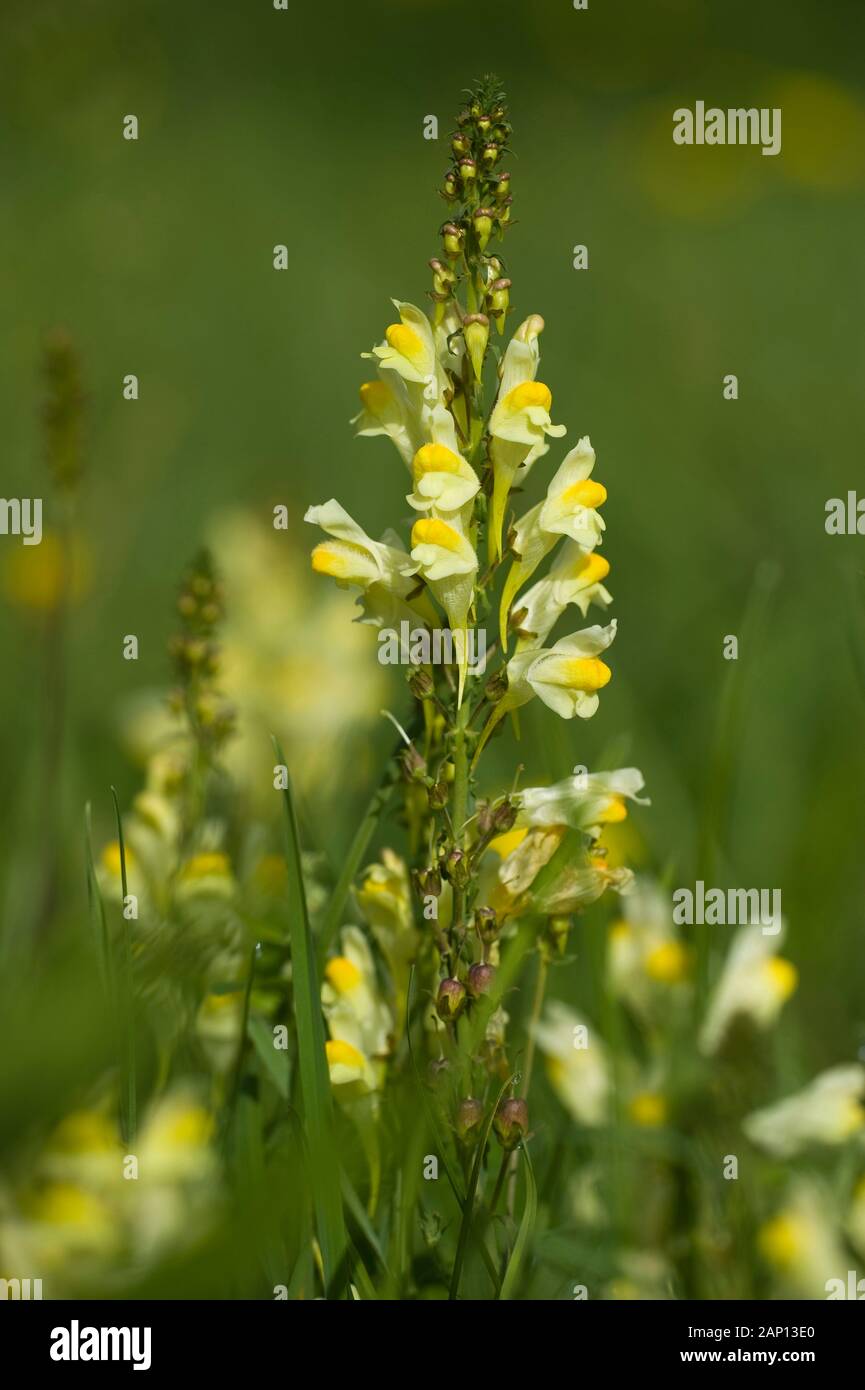 Butterandeggs, Common Toadflax, Yellow Toadflax (Linaria vulgaris