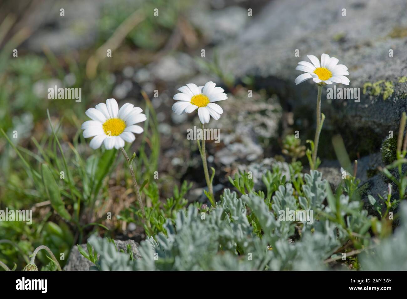 Alpine Moon Daisy (Leucanthemopsis alpina), flowering plant. Germany Stock Photo