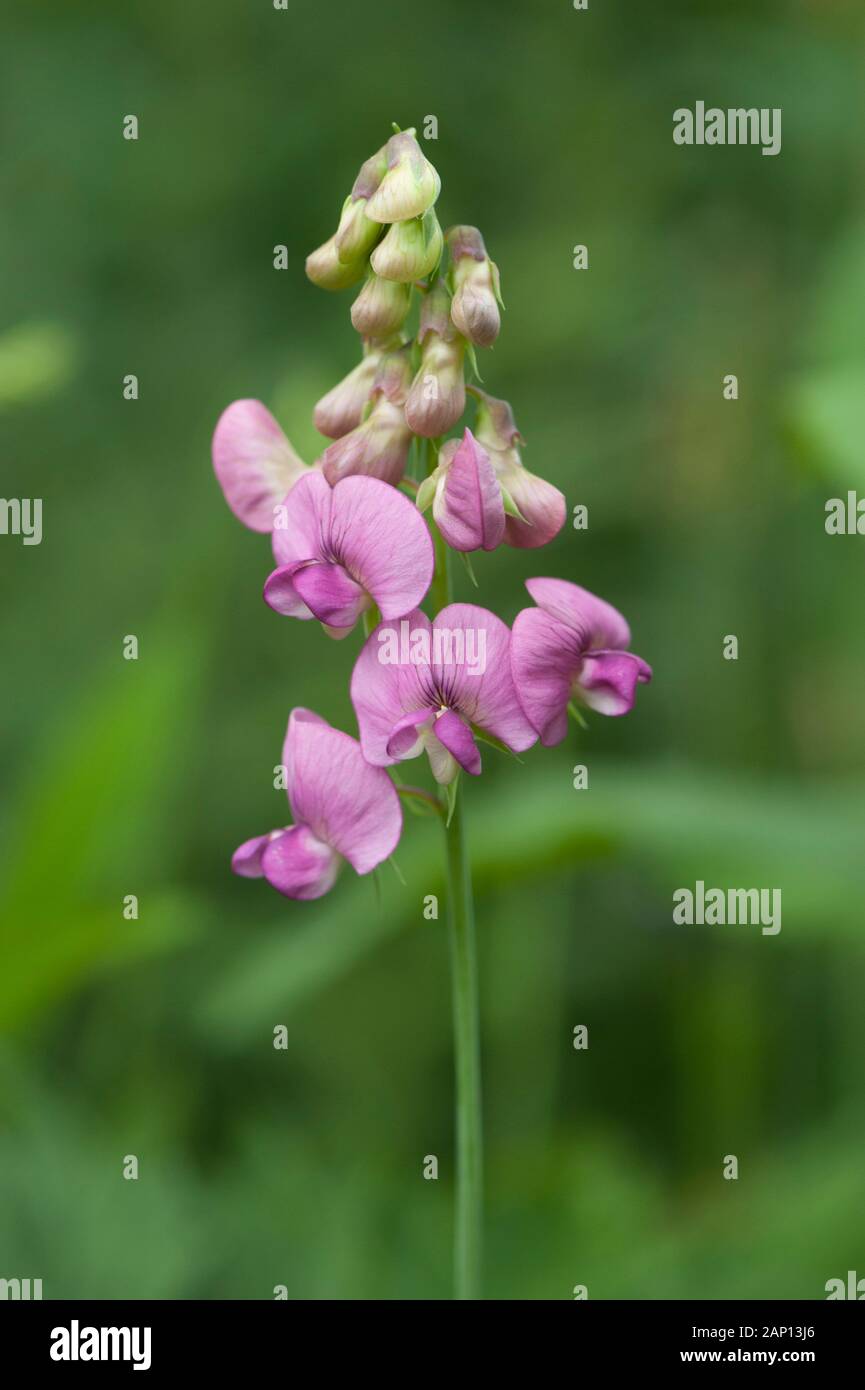 Norfolk Everlasting-Pea (Lathyrus heterophyllus), flowering stalk. Germany Stock Photo