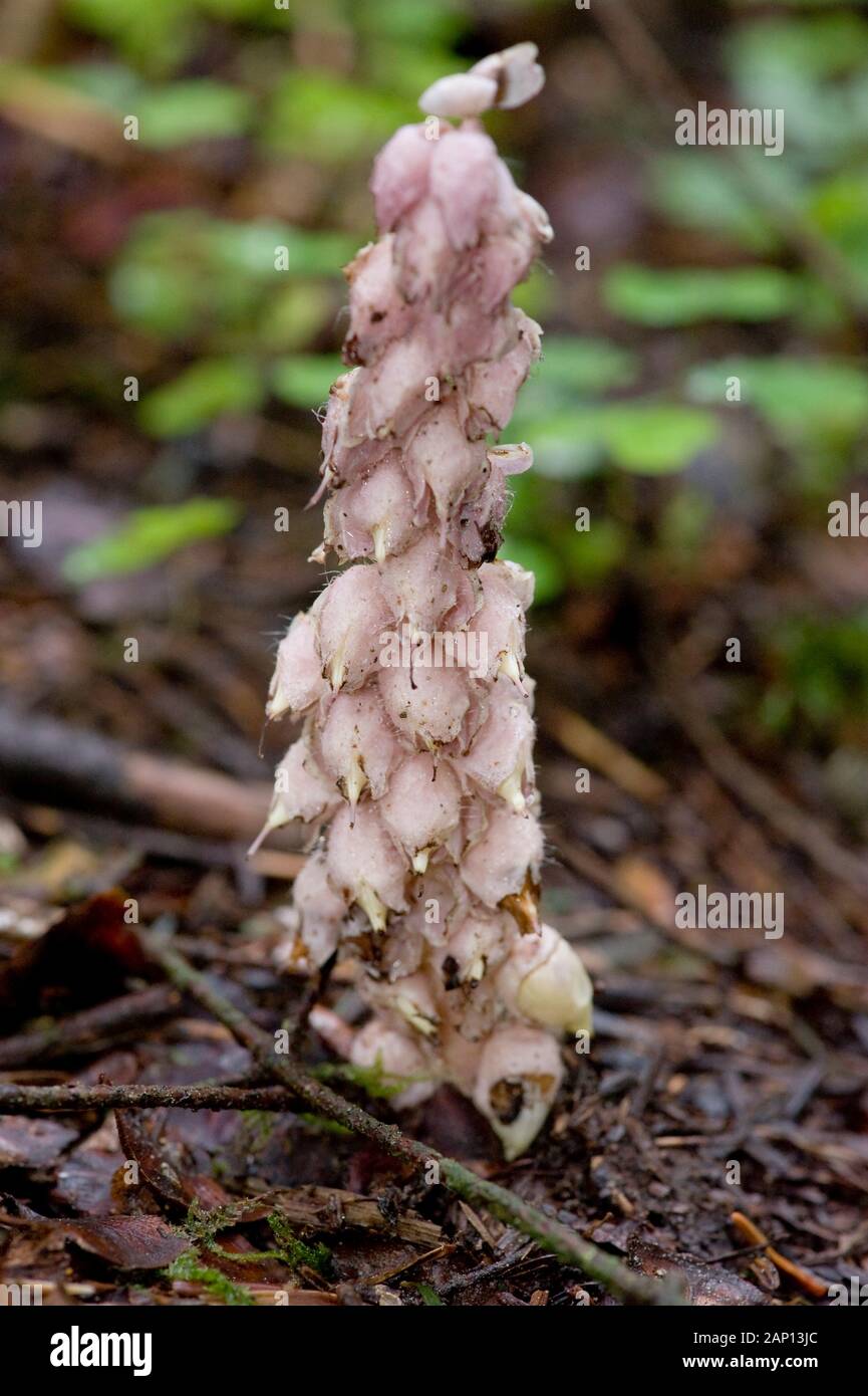 Common Toothwort (Lathraea squamaria ssp. squamaria), flower-bearing shoot. Gremany Stock Photo