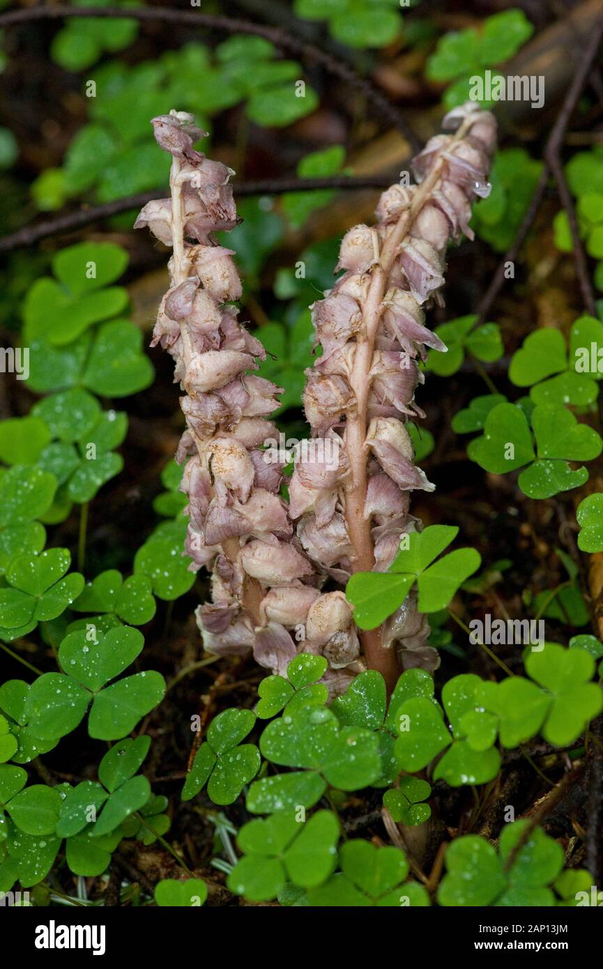 Common Toothwort (Lathraea squamaria ssp. squamaria), flower-bearing shoots. Gremany Stock Photo