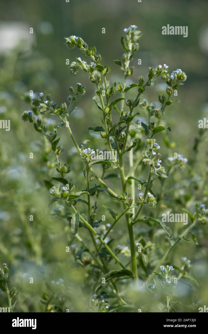 European Stickseed (Lappula squarrosa), flowering. Germany Stock Photo