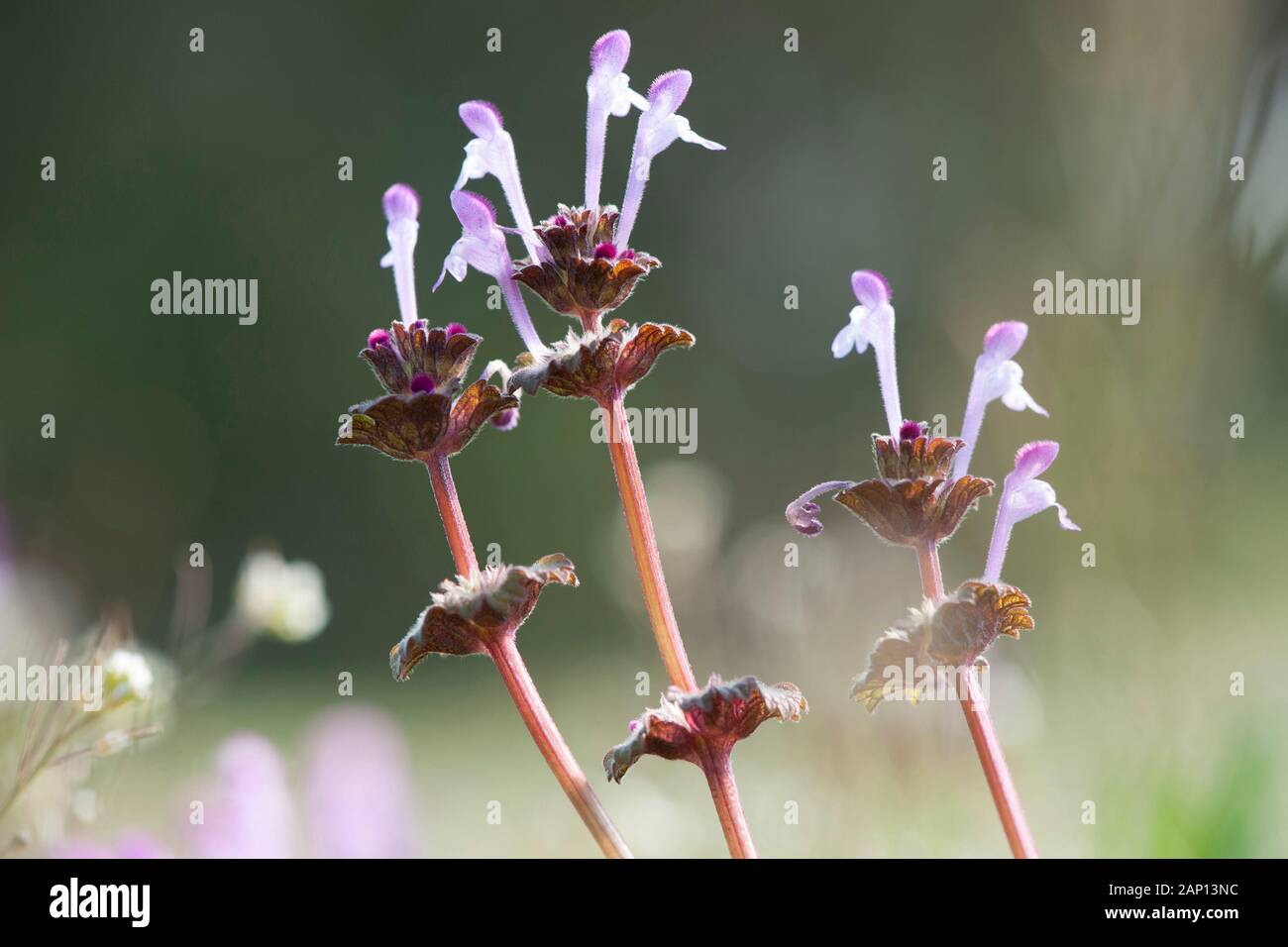 Henbit Dead-nettle (Lamium amplexicaule), flowering. Germany Stock Photo