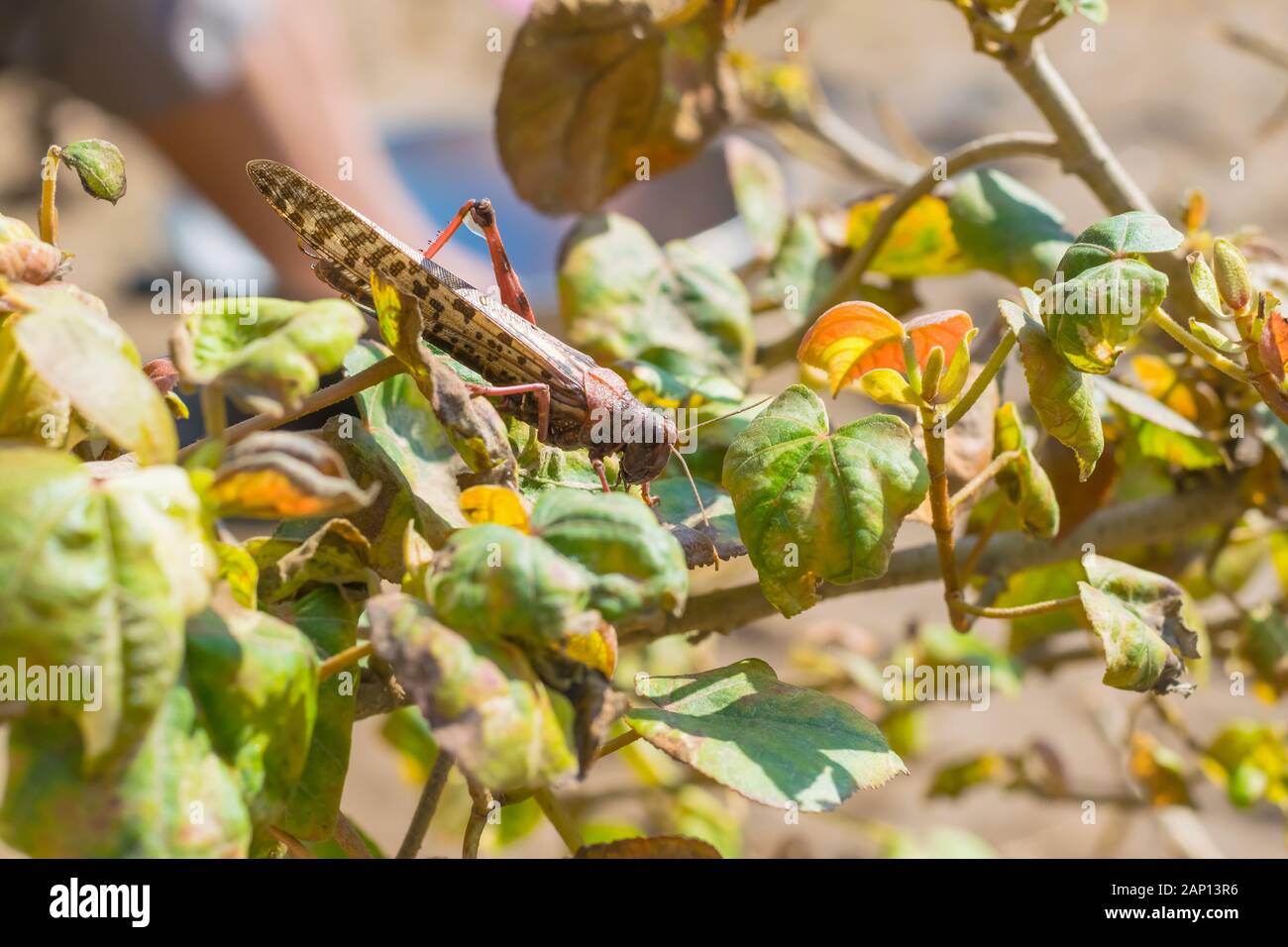 close up of a desert locust in pink color sitting on a branch of a plant. Stock Photo
