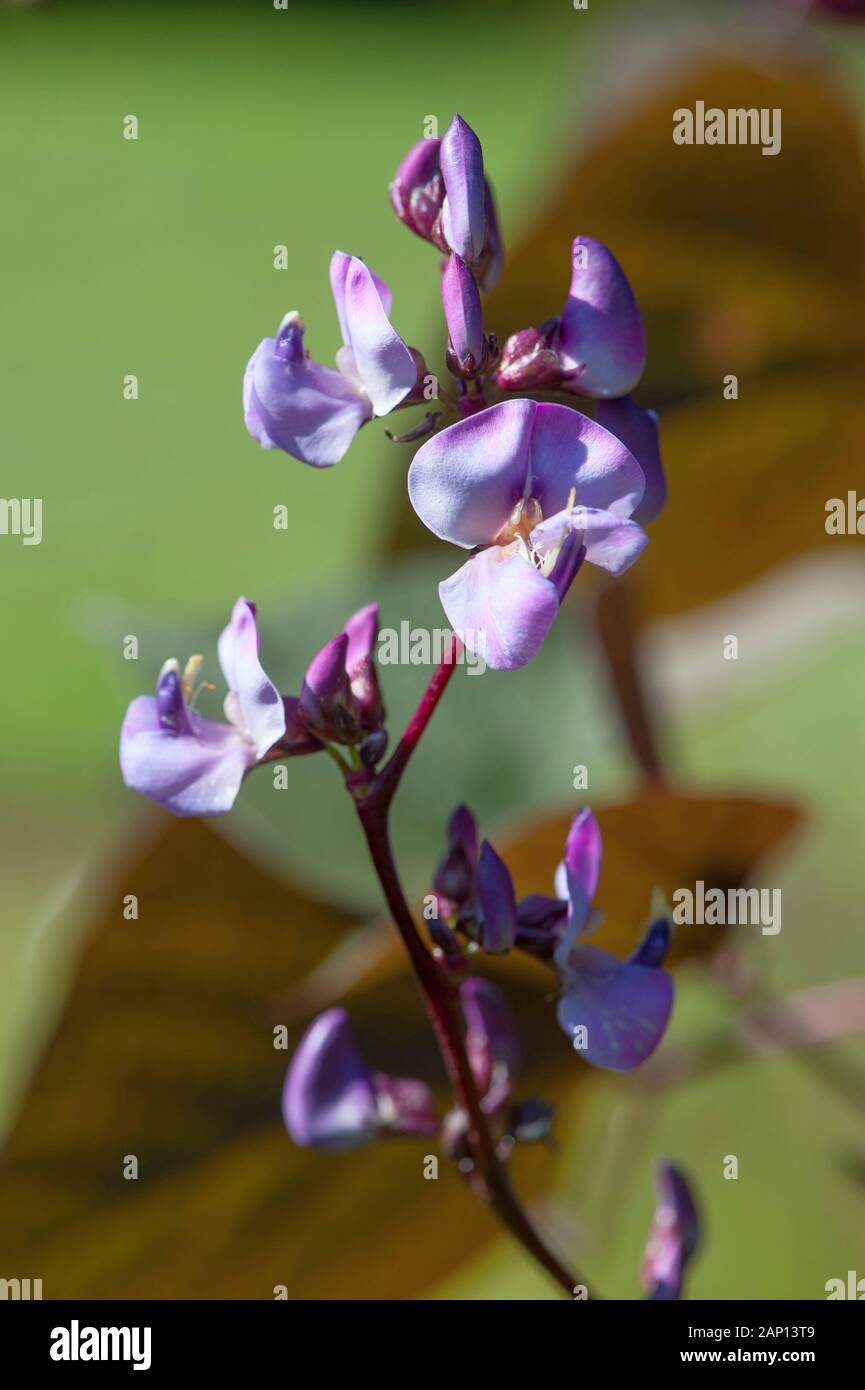 Flowering Hyacinth Bean (Lablab purpureus) Stock Photo