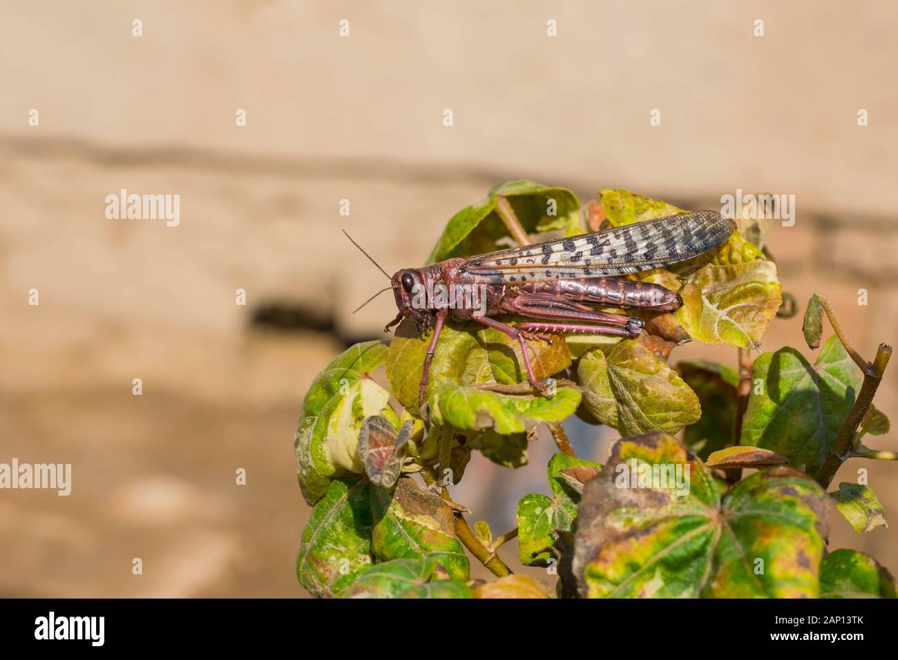 close up of a desert locust in pink color sitting on a branch of a plant. Stock Photo