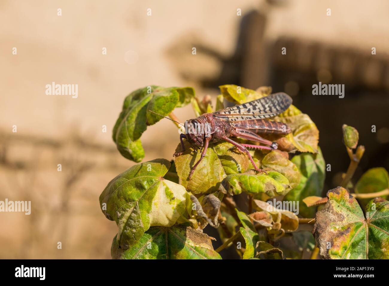 close up of a desert locust in pink color sitting on a branch of a plant. Stock Photo