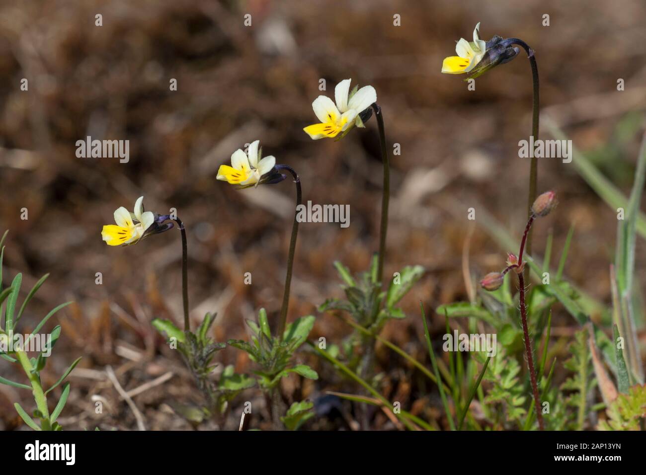 Field Pansy (Viola arvensis), flowering plants. Germany Stock Photo