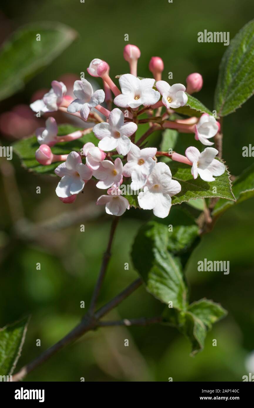 Judd viburnum hires stock photography and images Alamy