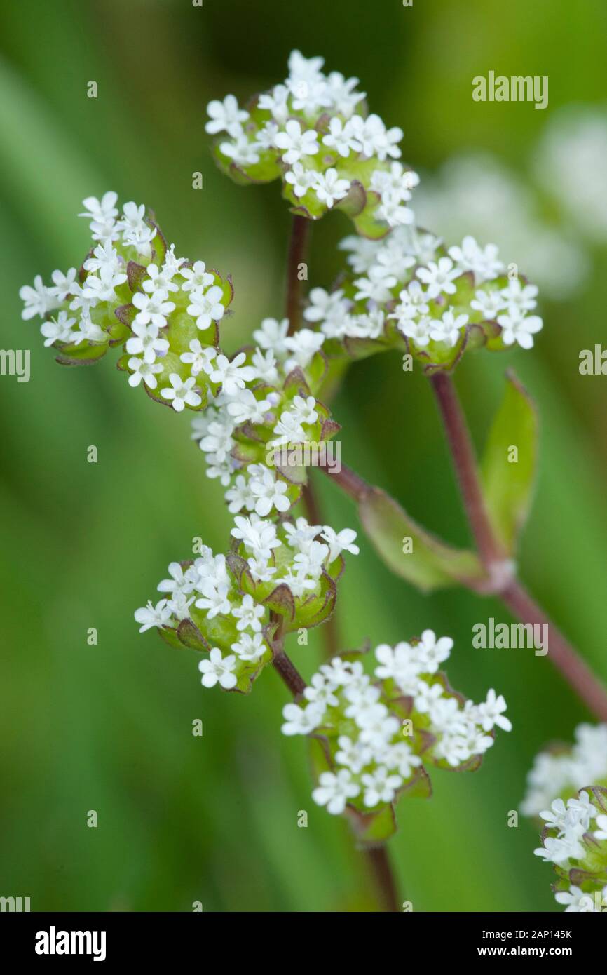 Corn Salad, Lamb's Lattuce (Valerianella locusta), flowering. Germany Stock Photo