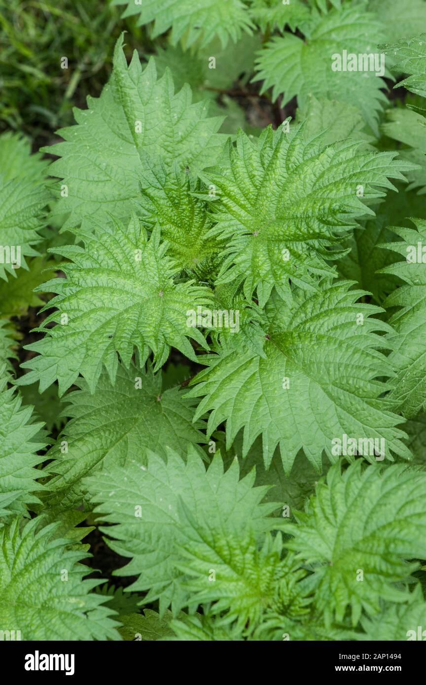 Roman Nettle (Urtica pilulifera), leaves seen from above Stock Photo