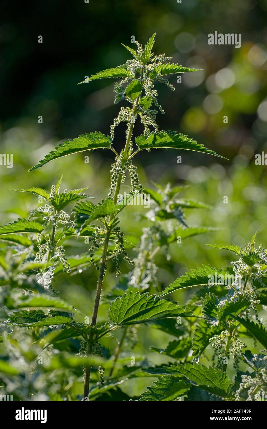 Stinging Nettle (Urtica dioica), flowering Stock Photo