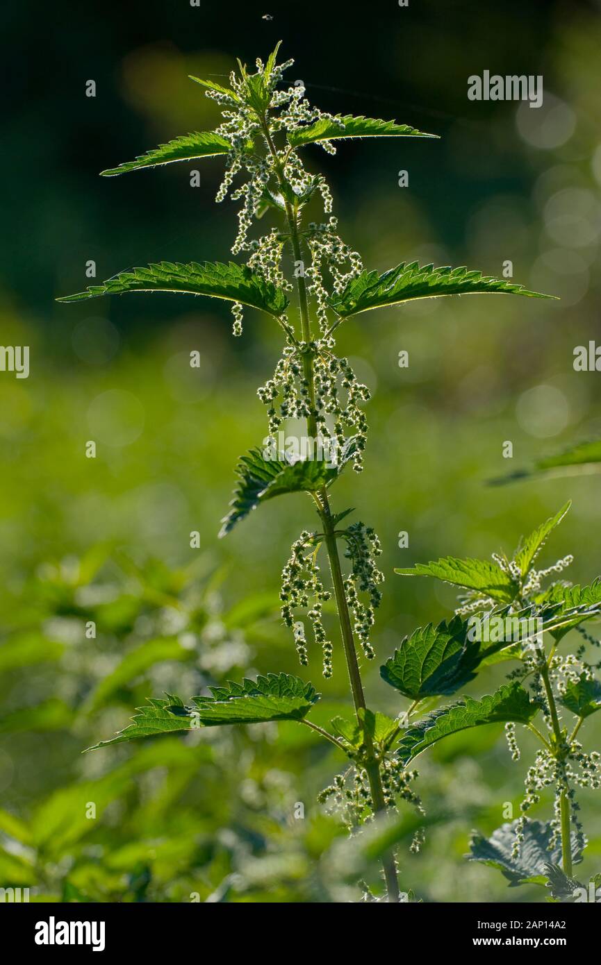 Stinging Nettle (Urtica dioica), flowering Stock Photo