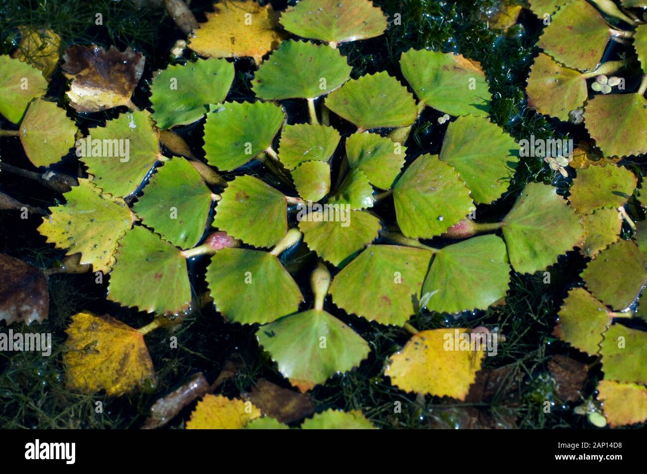 Water Chestnut, Water Caltrop (Trapa bicornis). Floating rosette. Germany Stock Photo