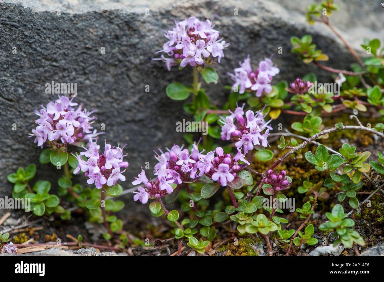 Creeping Thyme (Thymus praecox ssp polytrichus), flowering. Germany Stock Photo