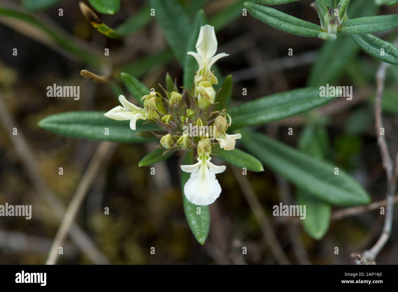 Alpine Pennyroyal, Mountain Germander (Teucrium montanum), flowering Stock Photo