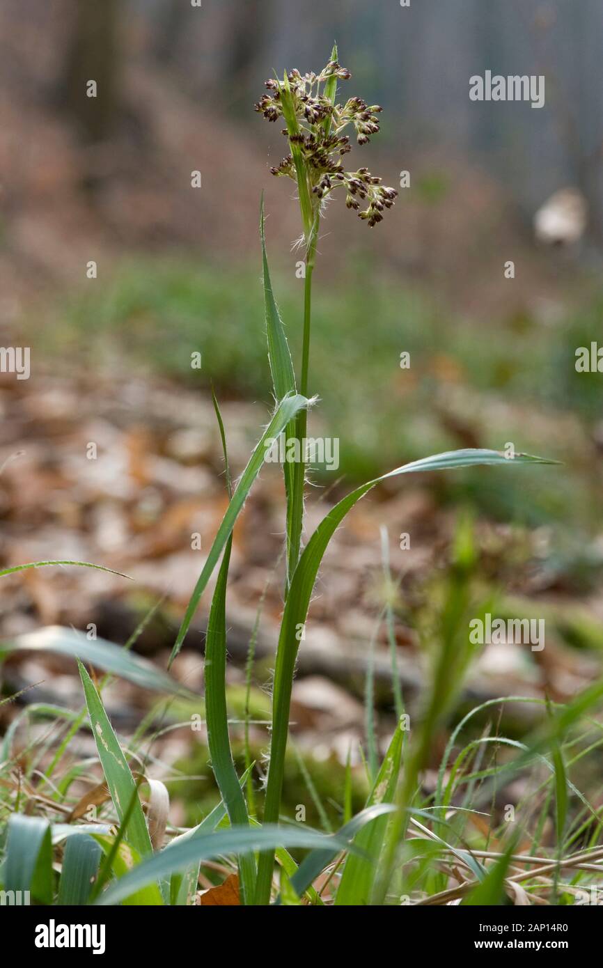 Greater Wood-rush (Luzula sylvatica), flowering. Germany Stock Photo