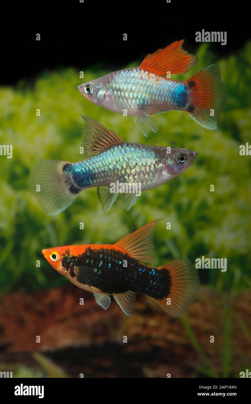 Common Platy (Xiphophorus maculatus MIx Highfin). Three fishes in an aquarium Stock Photo