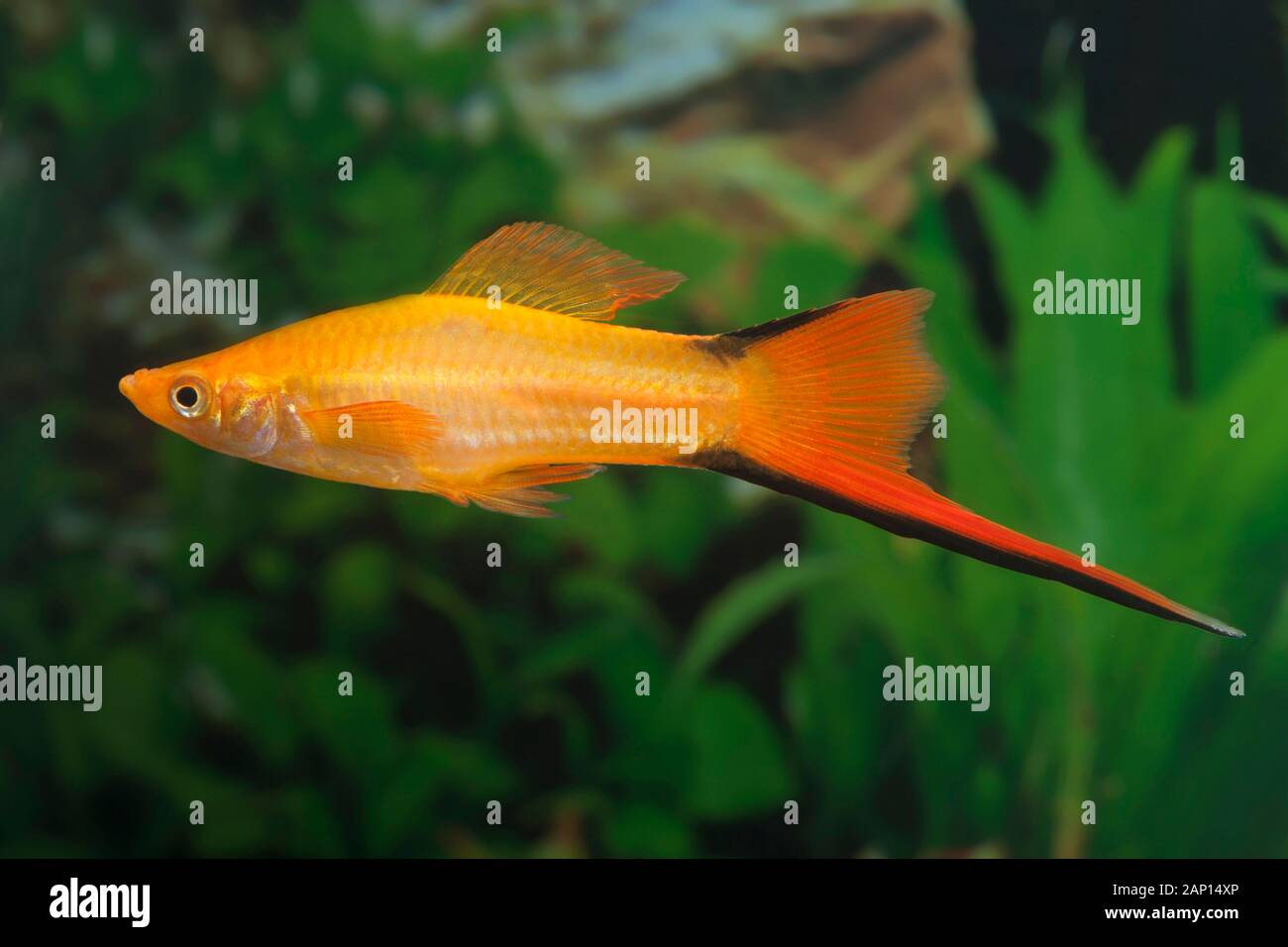 Swordtail (Xiphophorus helleri Komet Orange). Single fish in an aquarium Stock Photo