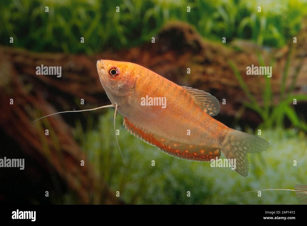 Three Spot Gourami (Trichopodus trichopterus rotgold). Single fish in an aquarium Stock Photo