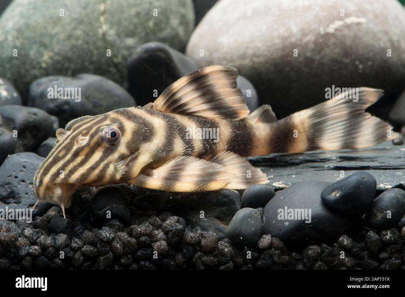 Golden Stripe  (LDA 01 Panaqolus sp). Single fish in an aquarium Stock Photo