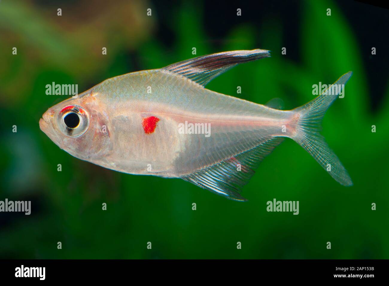 Bleeding Heart Tetrax (Hyphessobrycon erythrostigma). Single fish in an aquarium Stock Photo