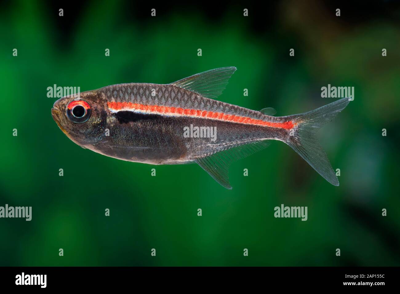 Amapa Tetra (Hyphessobrycon amapaensis). Single fish in an aquarium Stock Photo